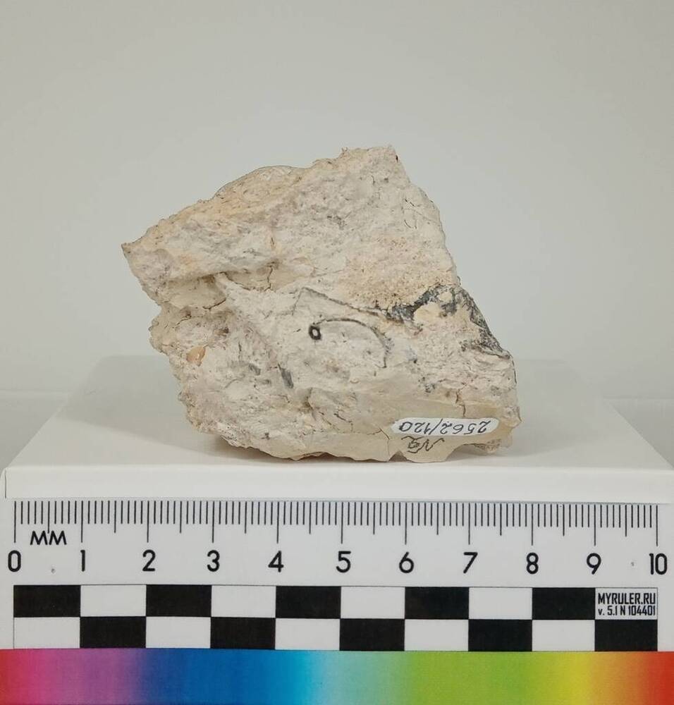 Известняк с раковинами ископаемых беспозвоночных животных - брахиопод.