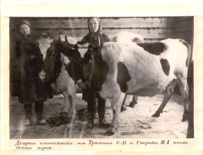 Фотография. Доярки оленсовхоза Урюпина  О.П. и Скорева М.А. после дойки коров.