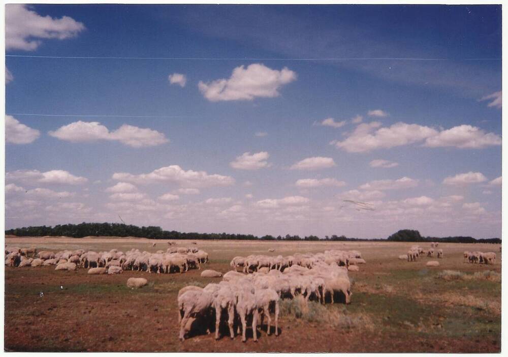 Фотография. Овцы, пасущиеся в степи.