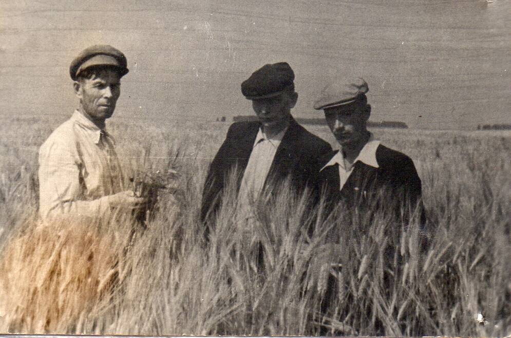 Фотография Саенко Тимофея Максимовича (слева) - председателя колхоза в поле №3