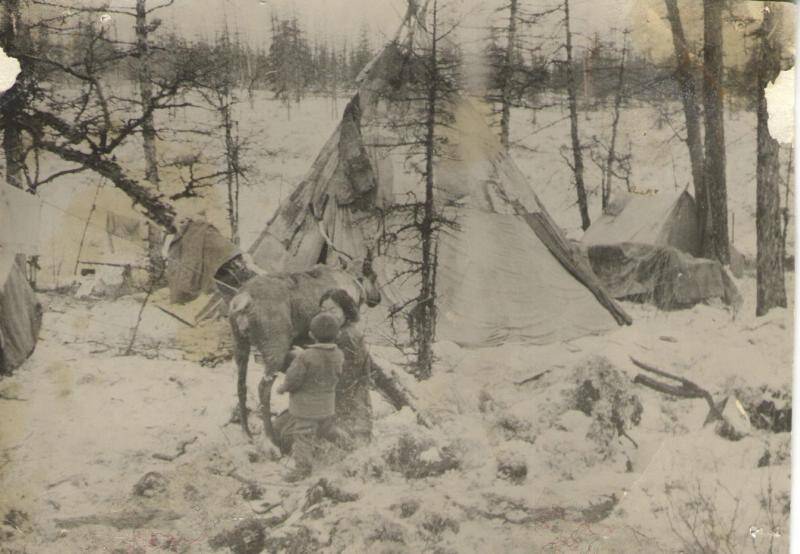 фотография. Дойка важенки поздней осени