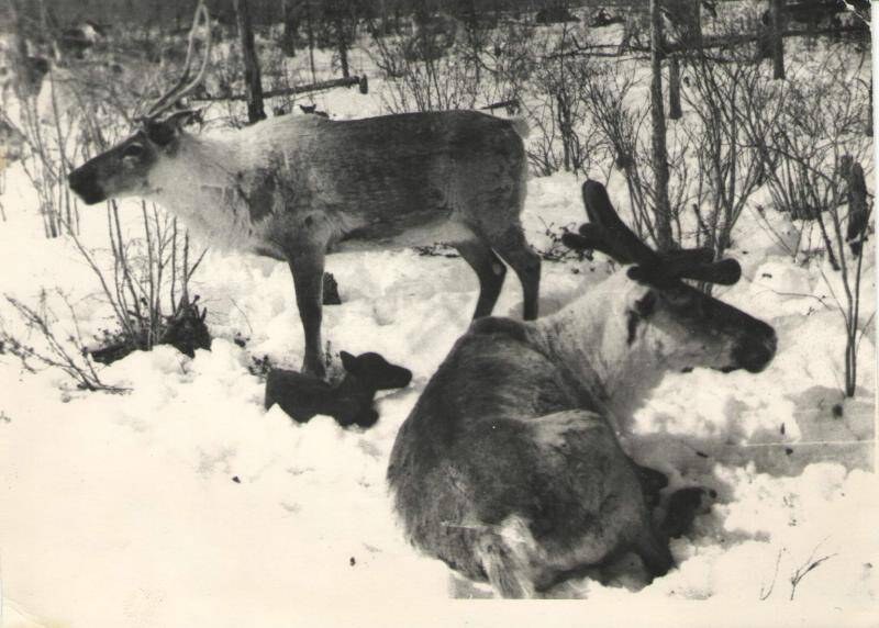 фотография. Домашние олени весной