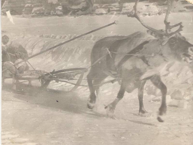 фотография. Гонка оленей на двух упряжках