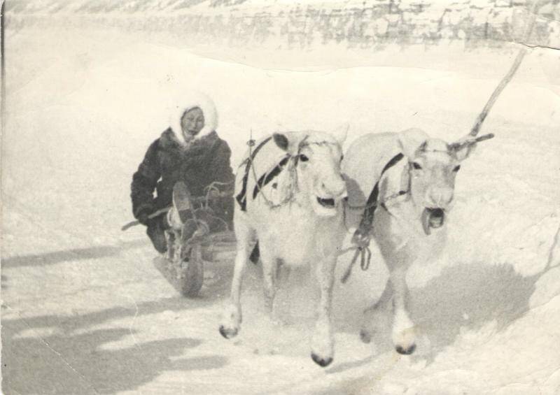 фотография. Гонка на оленьих упряжках. Гонщик Васильева Дария Христофоровна