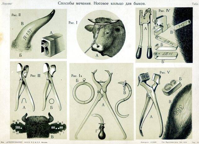 Карточка. Способ мечения. Носовое кольцо для быков.