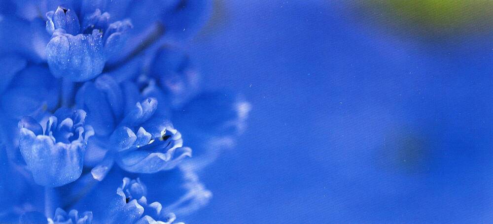 Открытка. С изображением цветка синего цвета (крупно).