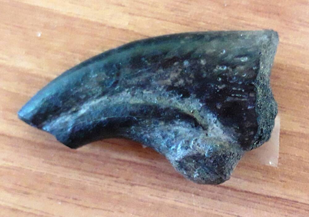 Фрагмент когтевой фаланги хищного динозавра Килескуса Аристотокуса