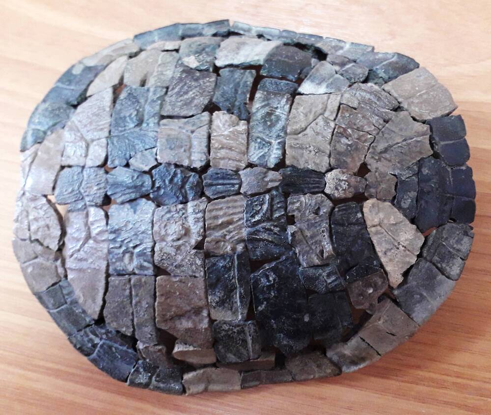 Фрагмент верхней части карапакса черепахи Annemys Scharypovensis