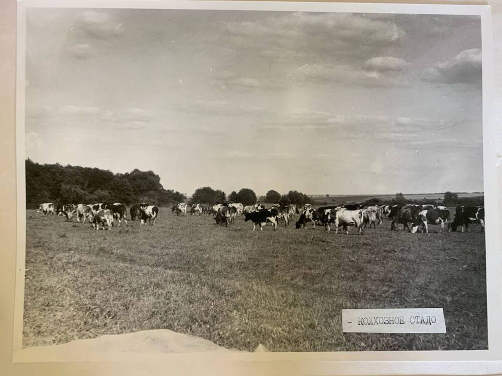 Фотография. Колхозное стадо. Село Гагино.