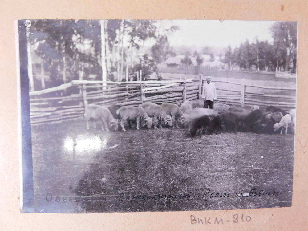 Фотография Овцеферма  Вурман-Касинский колхоз им. Бубнова