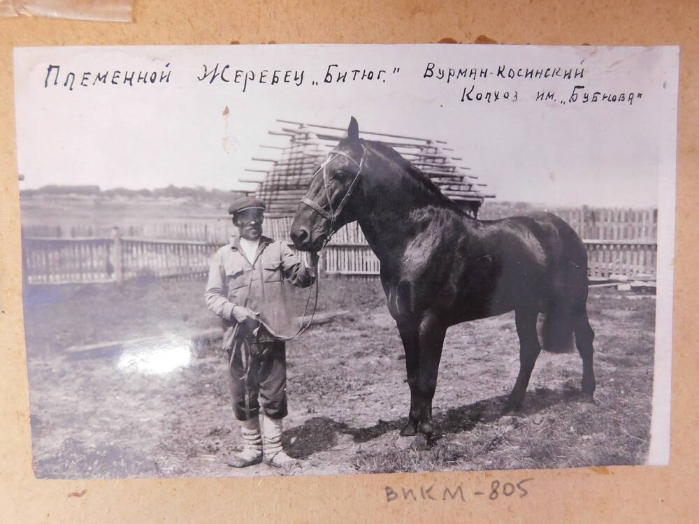 Фотография Племенной жеребец Битюг  Вурман-Касинский колхоз  им.Бубнова