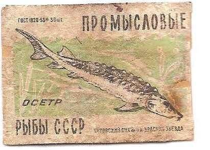 Спичечная этикетка из серии «Промысловые рыбы СССР». «Осетр».