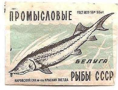 Спичечная этикетка из серии «Промысловые рыбы СССР». «Белуга».