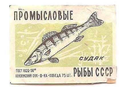 Спичечная этикетка из серии «Промысловые рыбы СССР». «Судак».
