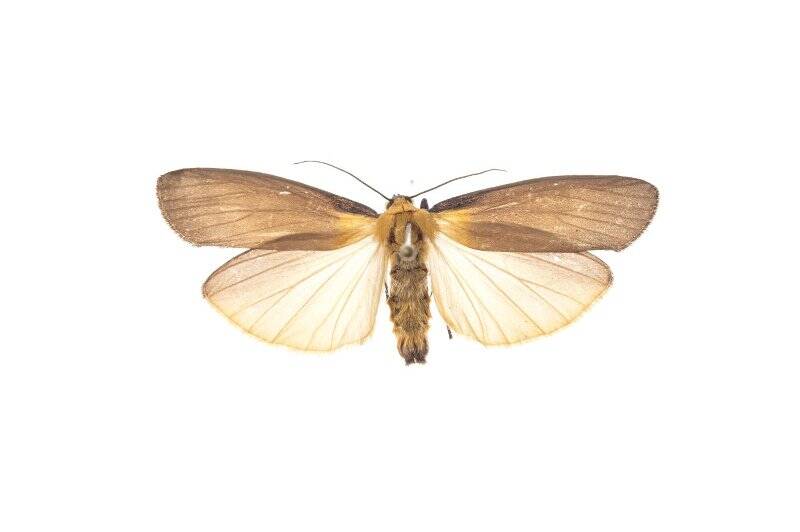 Насекомые. Лишайница четырёхпятнистая. Lithosia quadra (Linnaeus, 1758)