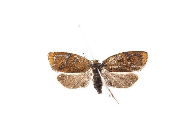 Насекомые. Листовертка свинцовополосая. Ptycholoma lecheana (Linnaeus, 1758)