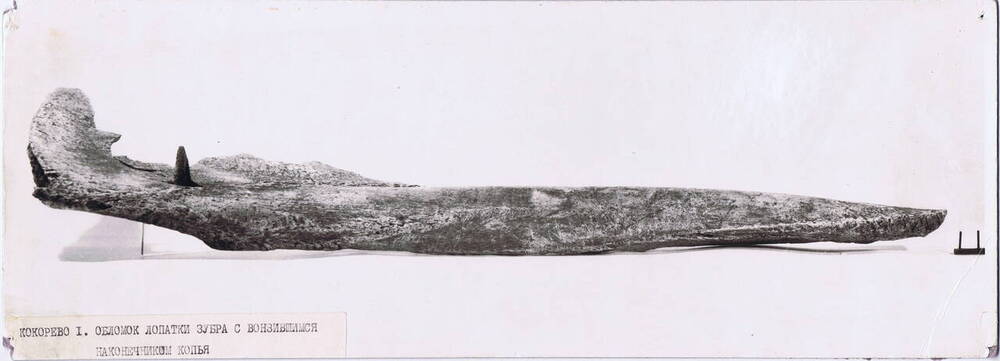 Фотография видовая. Обломок лопатки зубра с вонзившимся наконечником копья. Был найден в 1962г. при археологических раскопках в районе д.Кокарево.