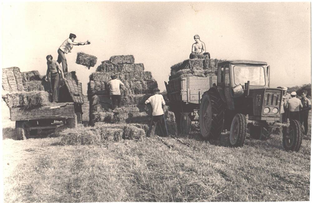 Фотография. Сенокос в совхозе Гамский