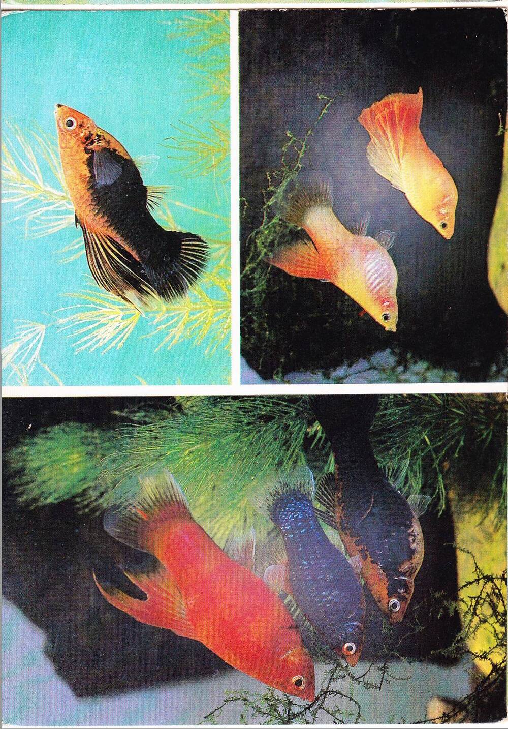 Открытка из набора «Пестрый мир аквариума».
