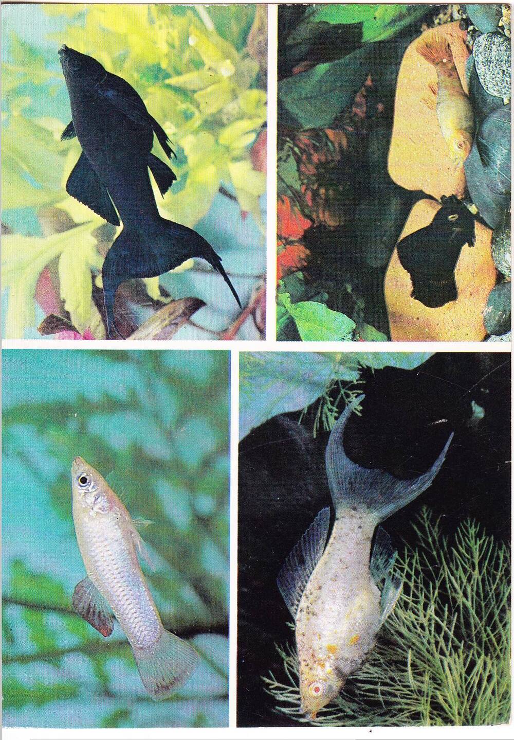 Открытка из набора «Пестрый мир аквариума».