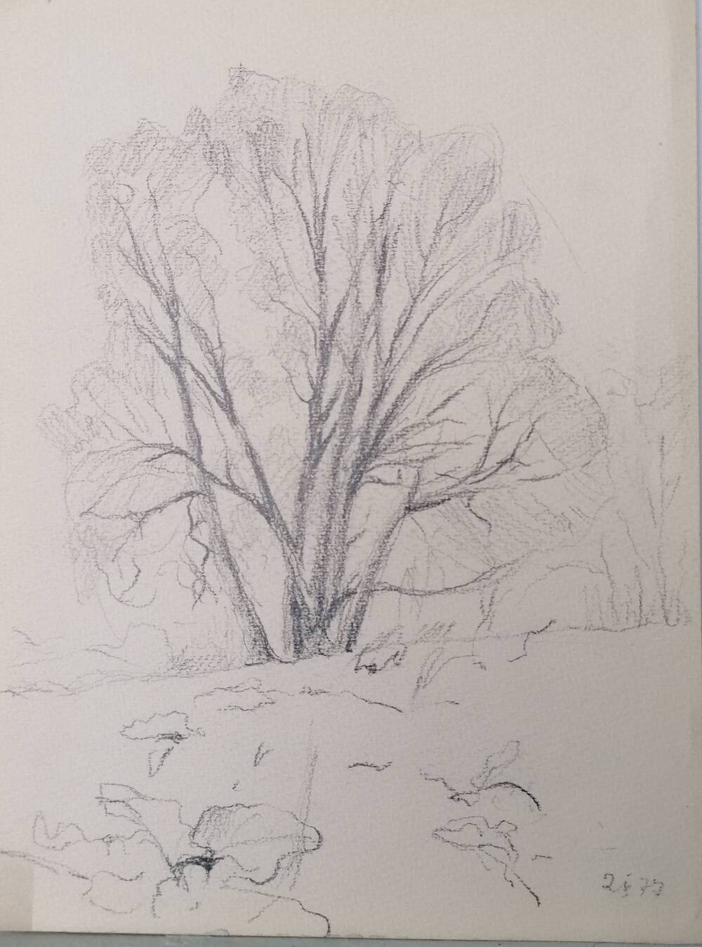 Дерево. 02.05.1977 г. Рисунок