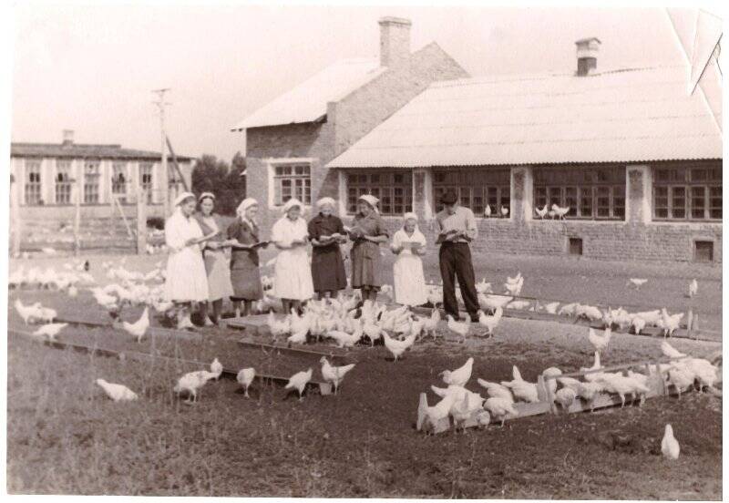 Фотография птицефермы  к-за им.Чапаева 1958 г.(во дворе).