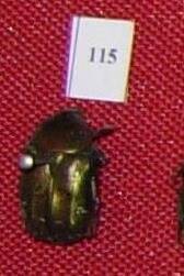 Экземпляр насекомого из коллекции