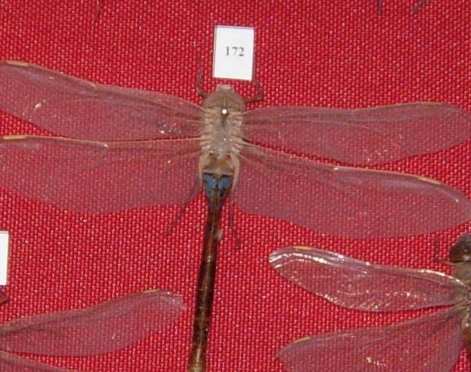 Экземпляр насекомого из коллекции