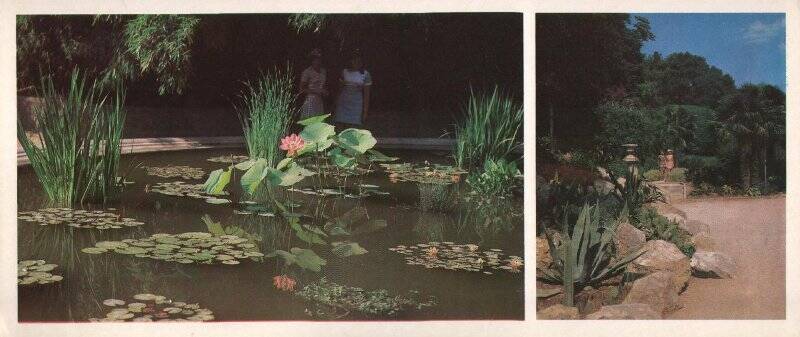 Открытка. В Никитском   ботаническом саду. Фото Б. Круцко. Из комплекта открыток «Южный берег Крыма»