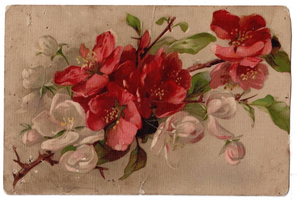 Почтовая открытка Цветущая ветка. 1593.