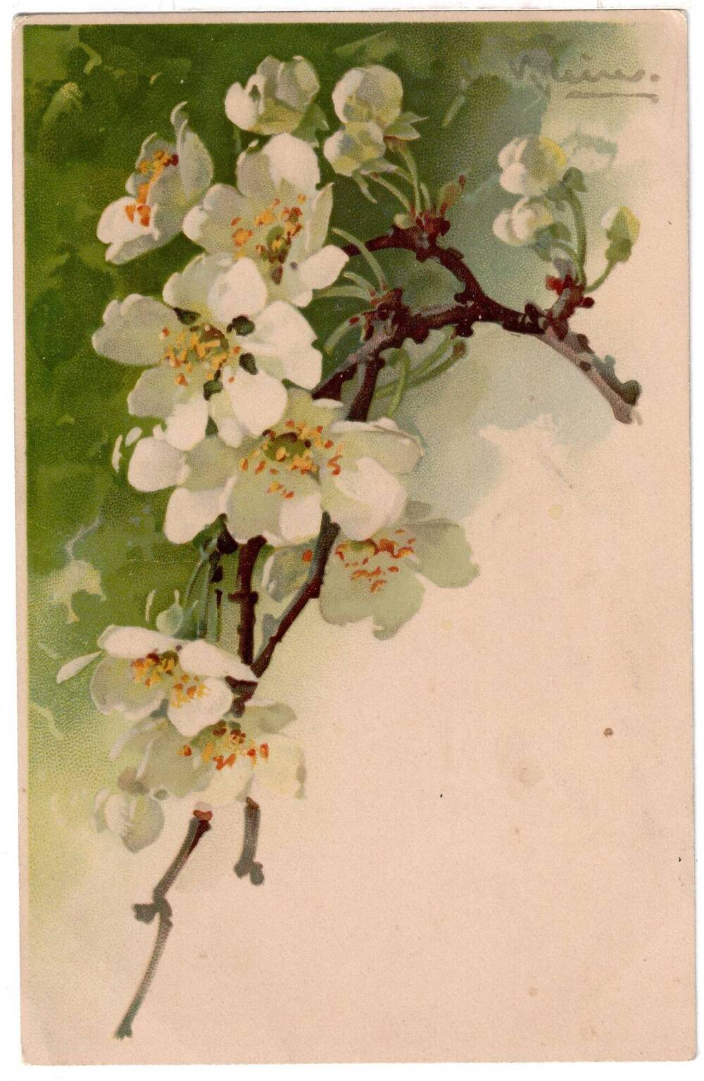 Почтовая открытка Ветка с белыми цветами.