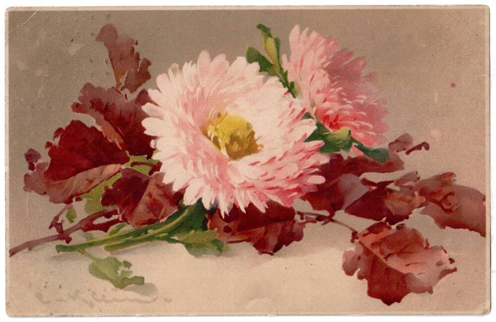 Почтовая открытка Астры и листья. 1631.