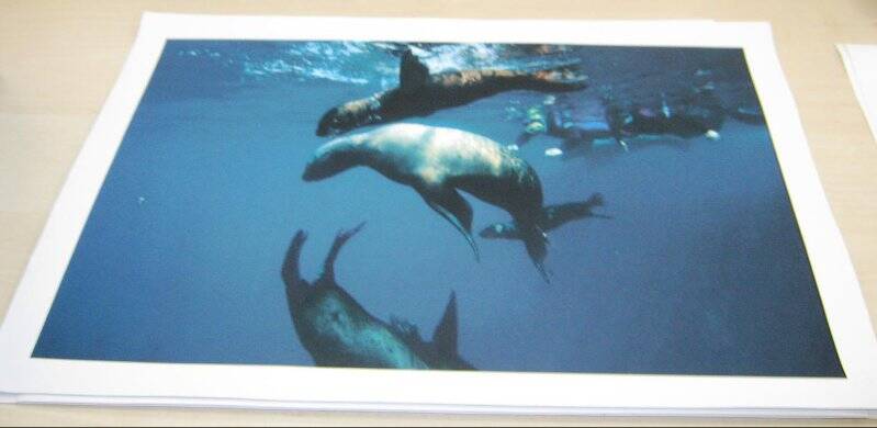 Фотография. Фауна подводного мира острова Монерон. Сивучи.