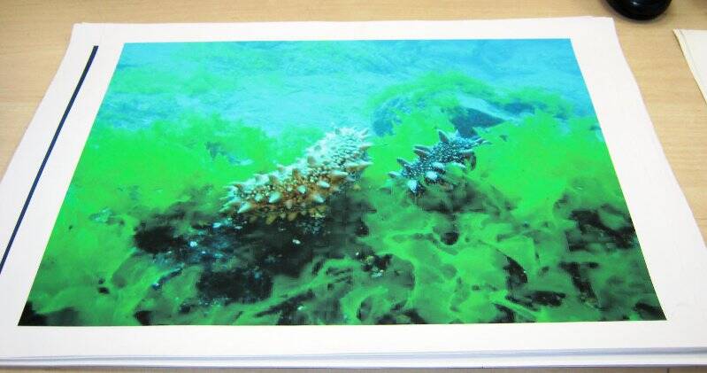 Фотография. Фауна подводного мира острова Монерон.Морской огурец.