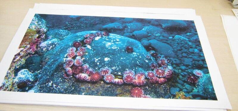 Фотография. Фауна подводного мира о. Монерон. Морские ежи.