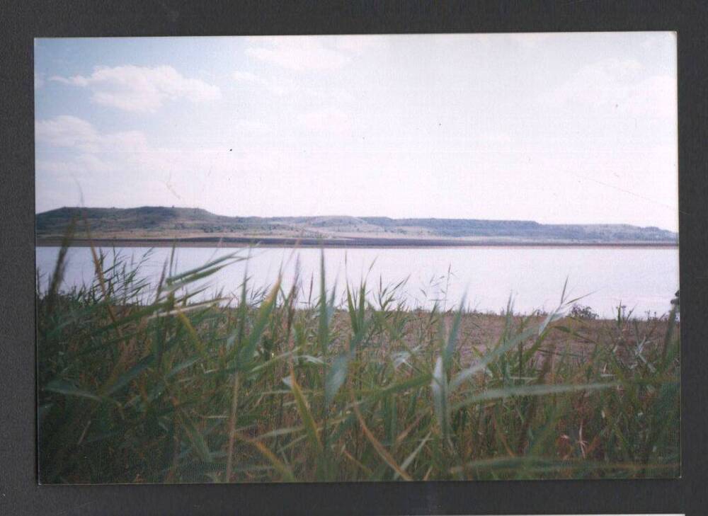 Цветное фото. Камыш у берега Вшивого озера-болота. Август 2000 г. Автор Н.А.Гальфингер