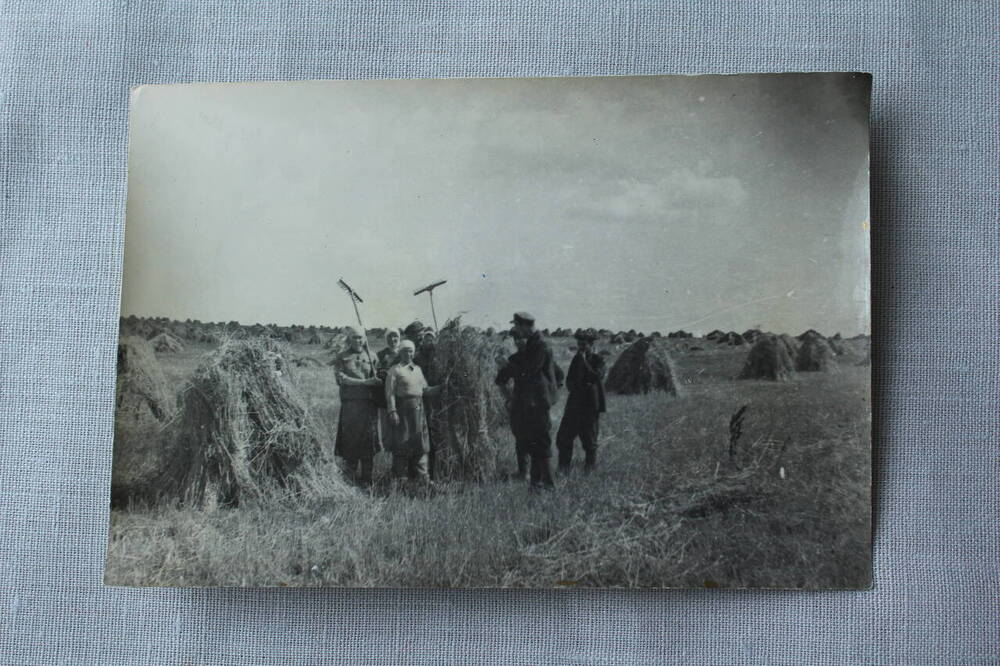  Фотография. Рожь уложена в суслонах на поле в колхозе «Знамя Октября». 