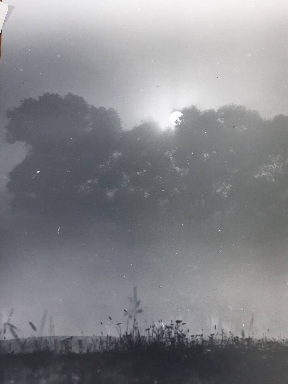 Фотография. Жанр - «Классический пейзаж. Пастораль». На снимке трава, туман. Солнце заходит за кроны деревьев.