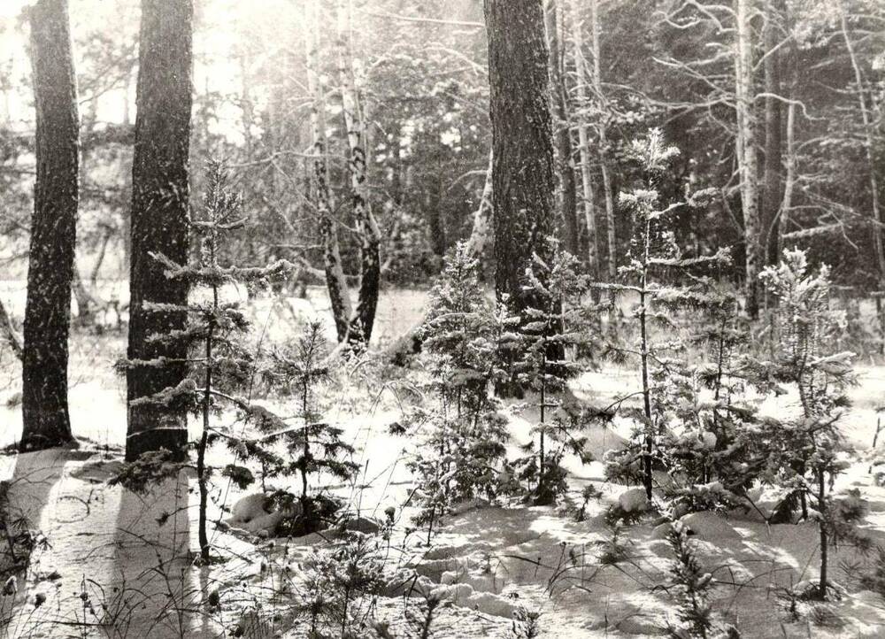Фотография В зимнем лесу.