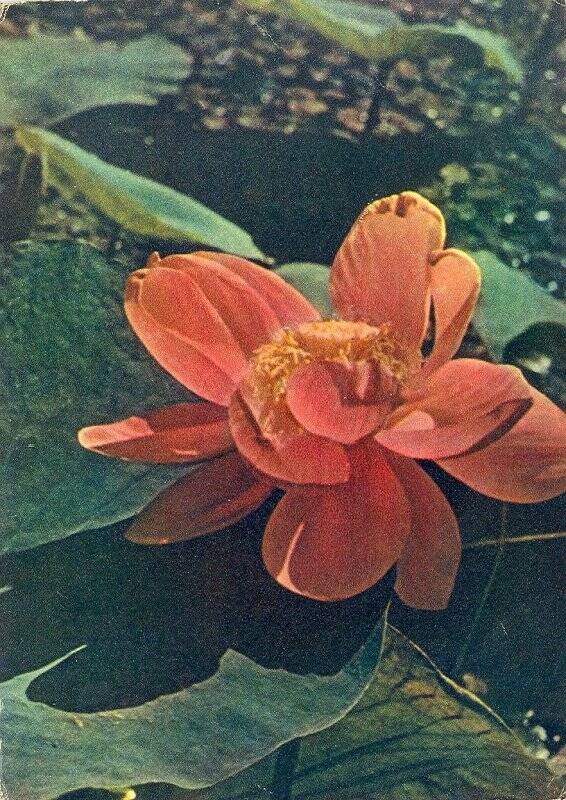 Открытка Цветок лотоса.