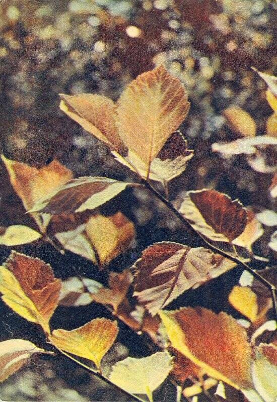 Открытка Листья вишневого боярышника.