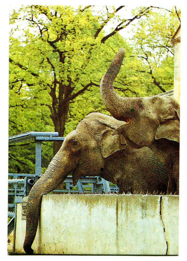 Календарь карманный на 1989 г. Калининградский зоопарк.