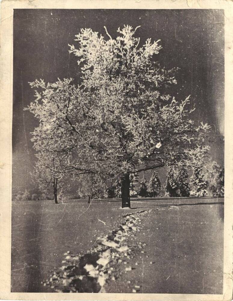 Фотография художественная Яблоня в снегу