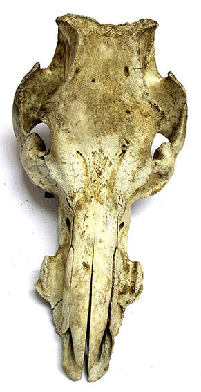 Верхняя часть черепа кабана - секача