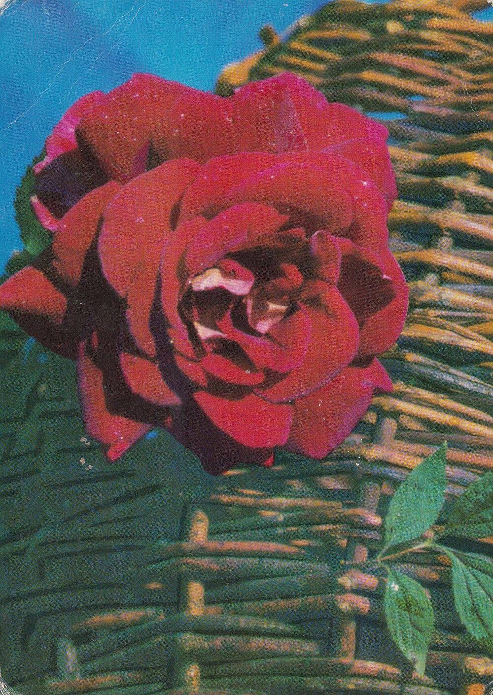 Открытка (открытое письмо). Роза на фоне корзины. Фото В Германа.  Изд.: Планета. 1971 г. М.