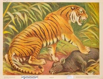Тигр. Картины «Мир животных». Учебный плакат