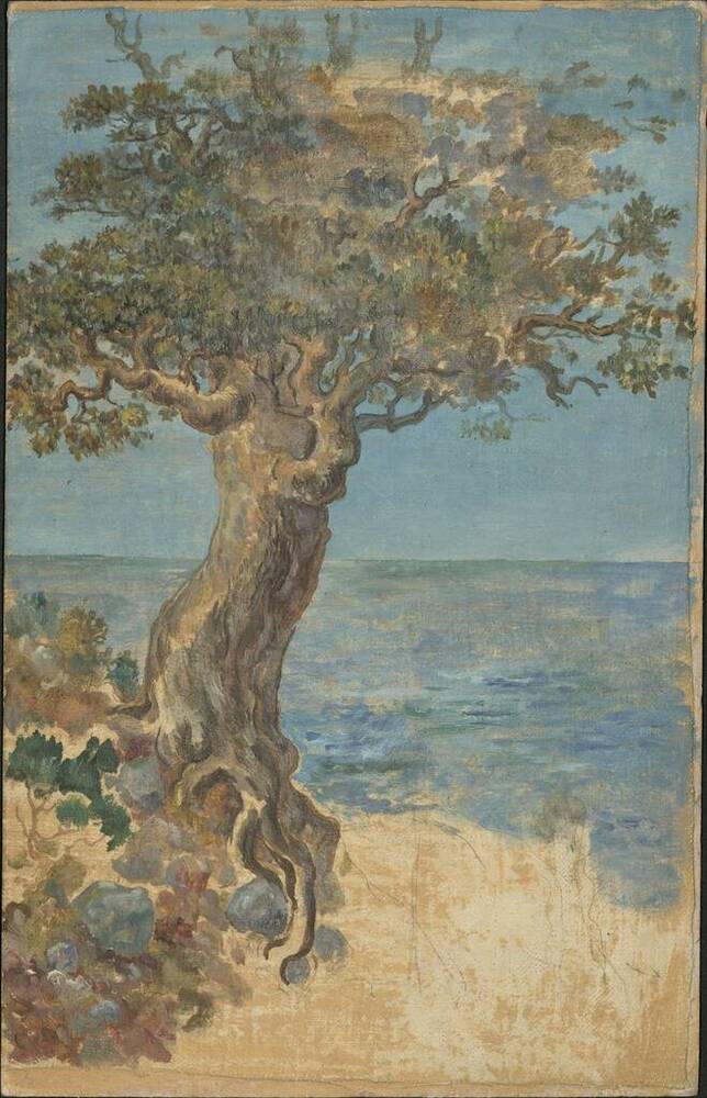 Этюд. Старое дерево на берегу моря. 


 