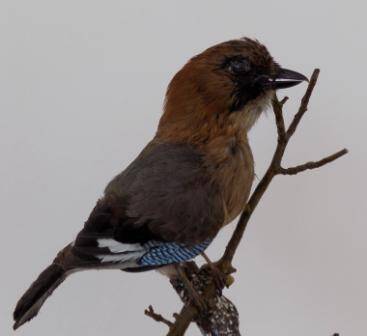 Чучело. Сойка сибирская. Garrulus glandarius.