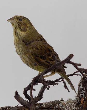 Чучело. Овсянка обыкновенная. Emberiza citrinella L.