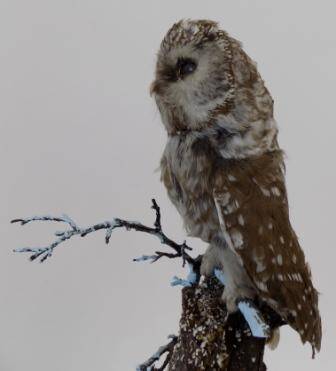 Чучело. Воробьиный сыч (Glaucidium passerinum) - мелкая сова.